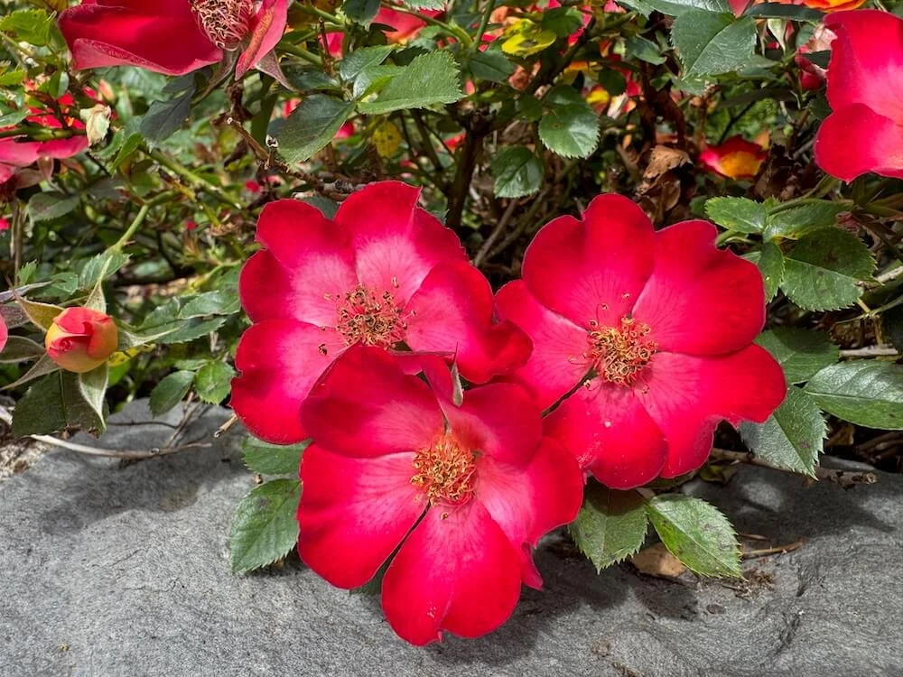 Rosa 'Eddie's Jewel' (Eddie's Jewel Rose) — Northwest Blooms
